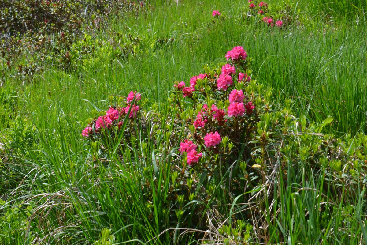 Platzer Alm 22.06.2023